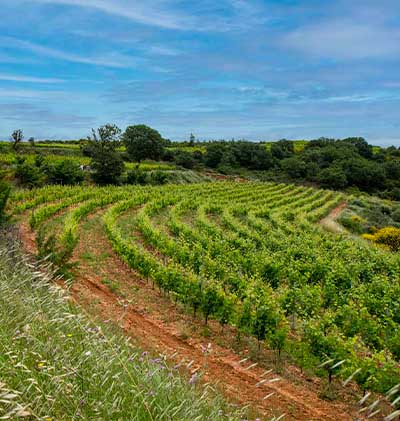 famille bruno lafon magalas